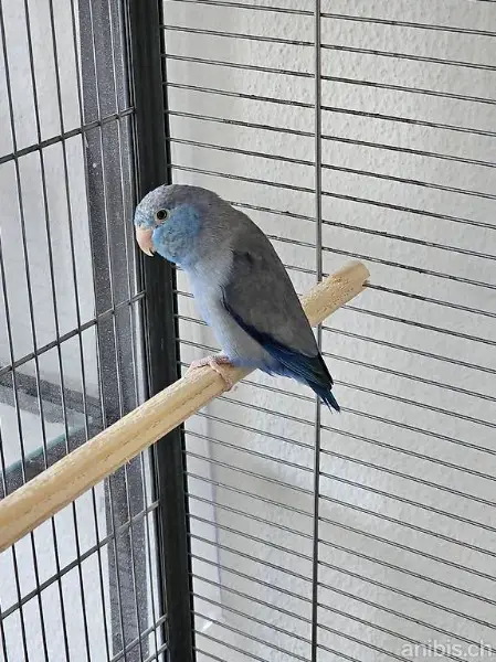 Mâle perruche moineau