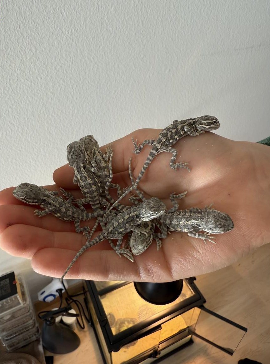 Süsse junge Zwergbartagamen zu verkaufen