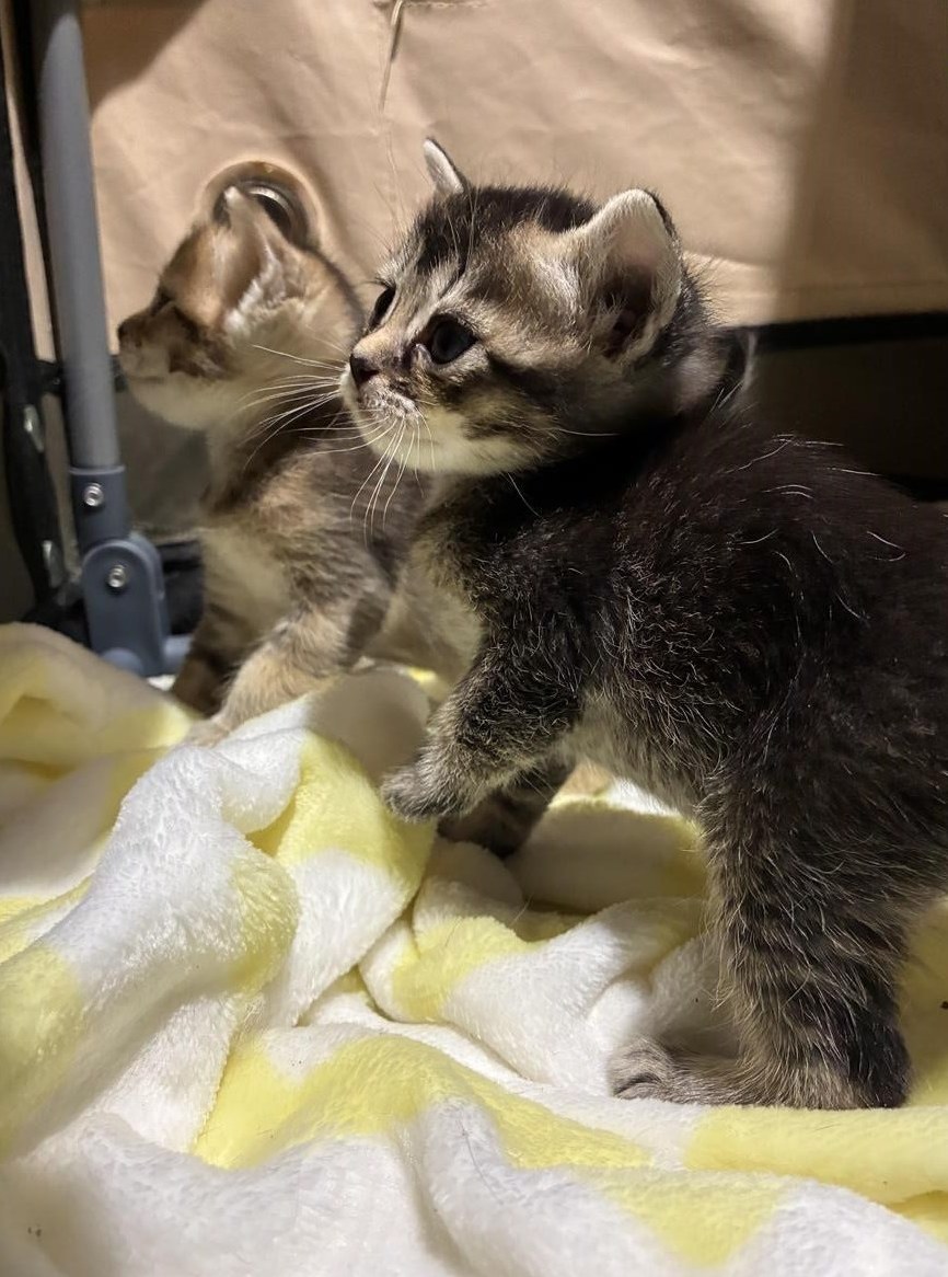 Bengal x Britisch Langhaar Mix Kitten suchen Zuhause