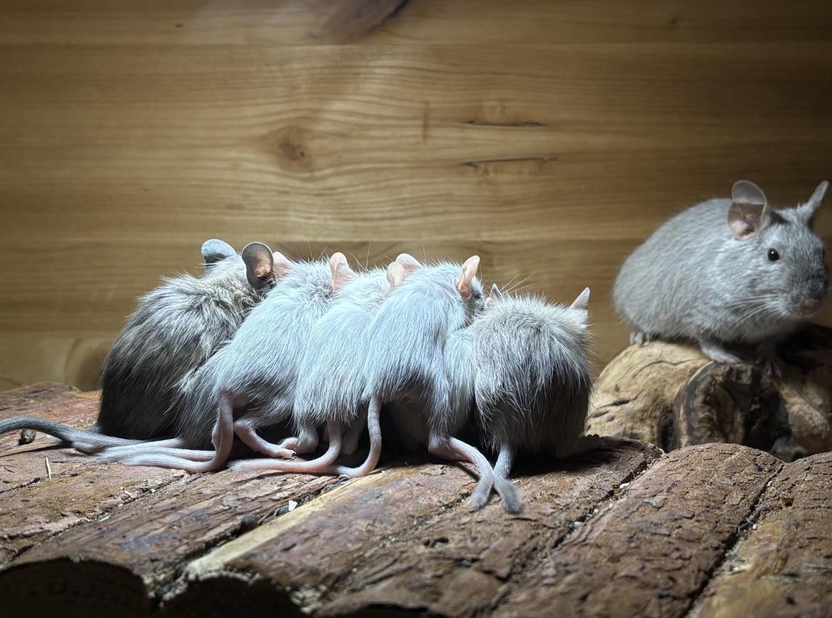 Degu Babys aus liebevoller kleiner Zucht