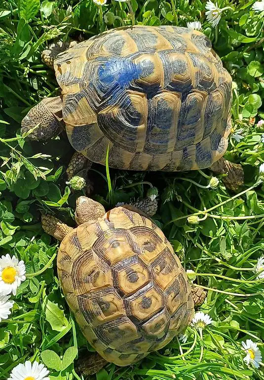 Vendo coppia hermanni