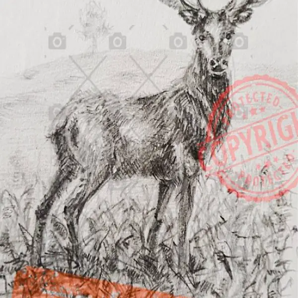 Hirsch Bleistiftzeichnung