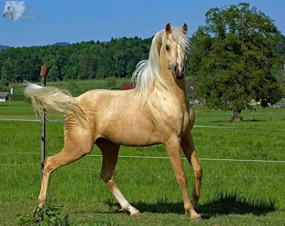 Nadir ibn Nafida | Palomino Arabisch Partbred Hengst
