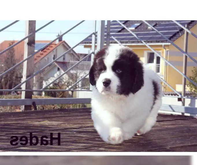 Landseerwelpe sucht neues Zuhause