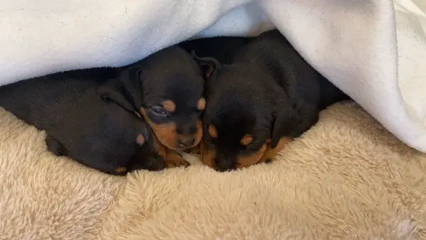 Zwergpinscher-Welpen suchen ein liebevolles Zuhause