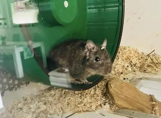 GRATIS: 3 Degus inkl. Käfig