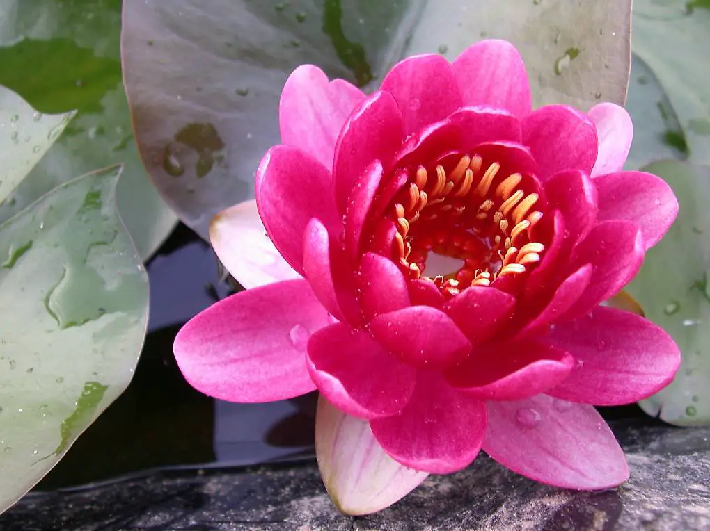 Seerose Teichpflanze Nymphaea "Perry"s Baby Red"