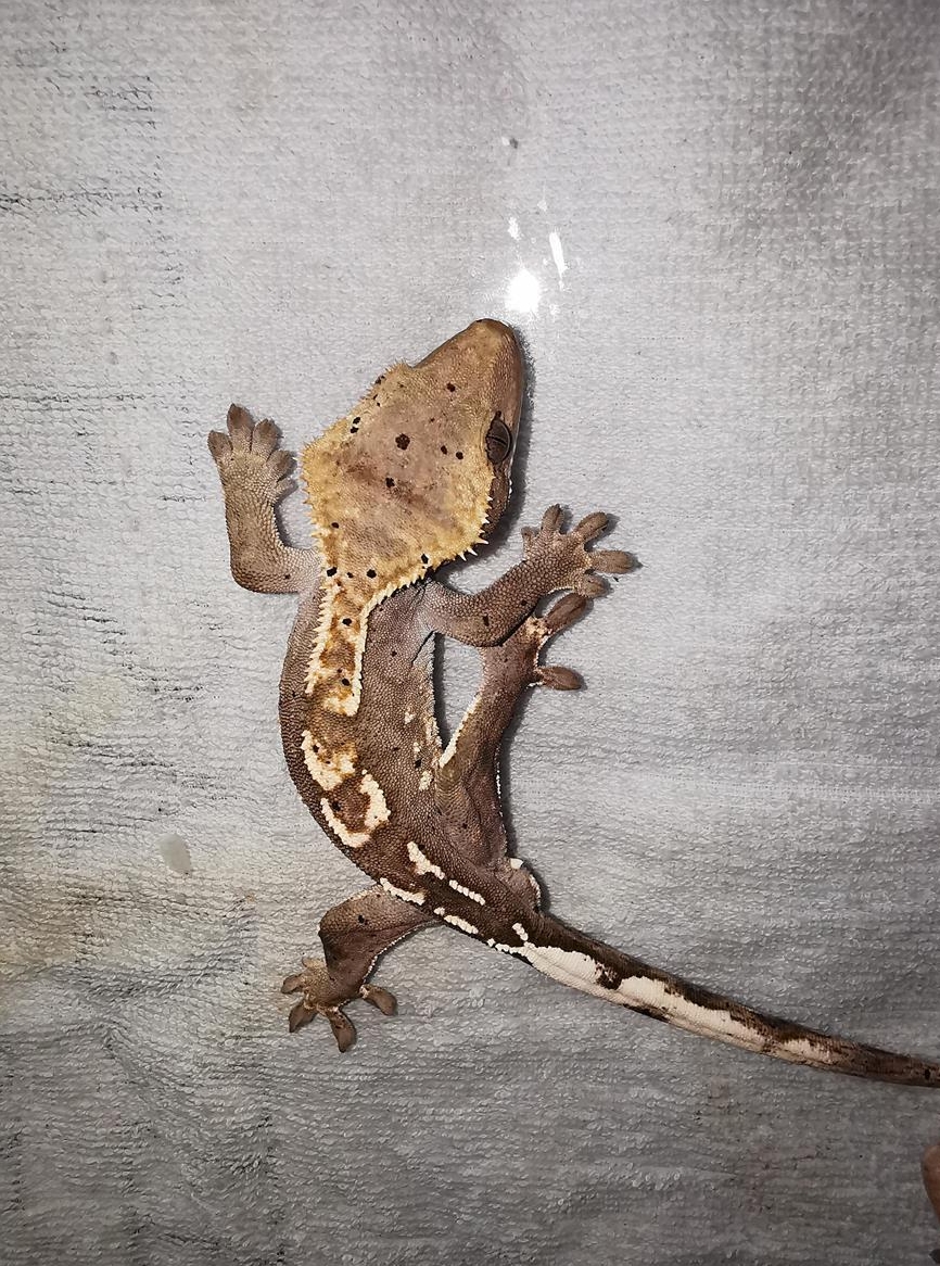 Kronengecko Männchen abzugeben