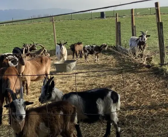 Verkauf: Hübsche Ziegen, Tauerschecken/Pfauenziegen