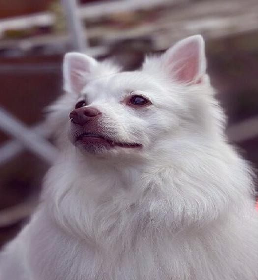 DECKRÜDE Deutscher Spitz