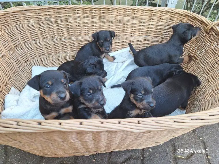 Deutsche Jagdterrier Welpen