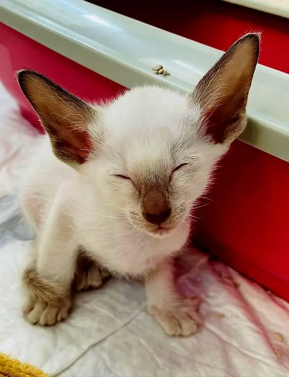 Zauberhafte Siamkätzchen suchen ein liebevolles Zuhause