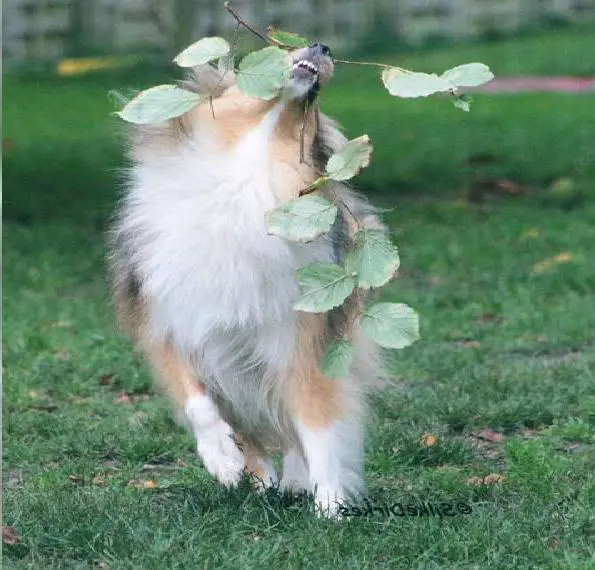 Herzige Welpen aus zwei Sheltiewürfen in tricolour / bluemerle / sabel (Papiere VDH/CfbrH)