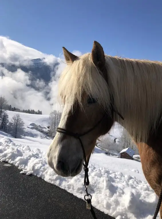 Reitbeteiligung für Haflinger Stuten, Kanton Schwyz