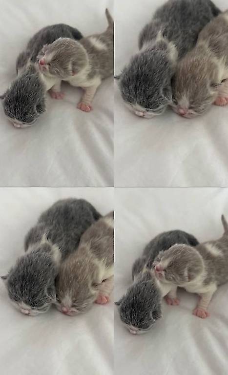 BKH Babys zu verkaufen