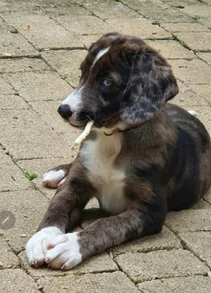 Border Collie Mischlingshündin