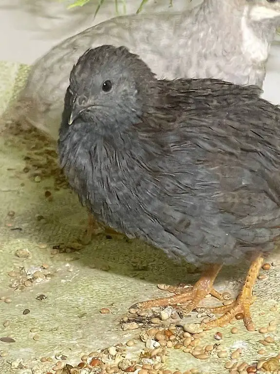 Zwergwachtel zucht Hähne