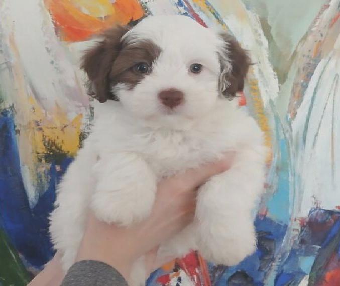 Tolle Maltipoo Welpen -- schwarz/weiss -- braun und auch tricolor --