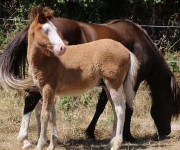 Junger Isländer Helmscheck Hengstjährling