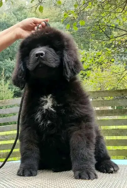 Neufundlander - Welpen mit Stammbaum FCI