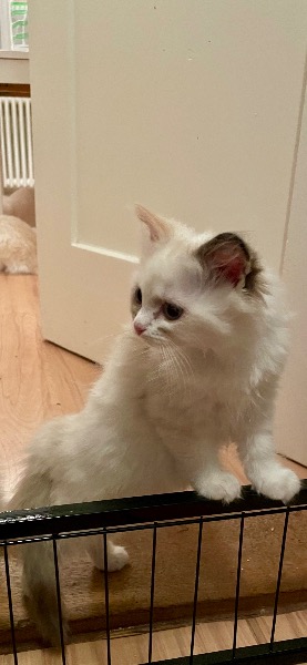 Süsse reinrassige Ragdolls