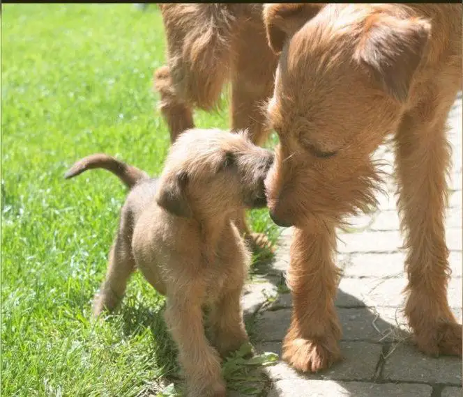 Irish Terrier-Welpen