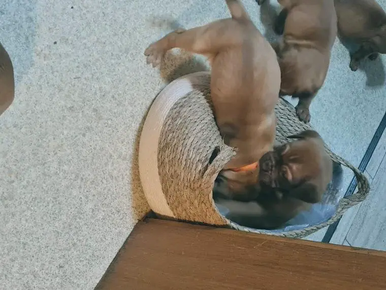 Es sind noch 3 Mädels und 3 Jungs da: )Bordeaux Doggen Liebhaber