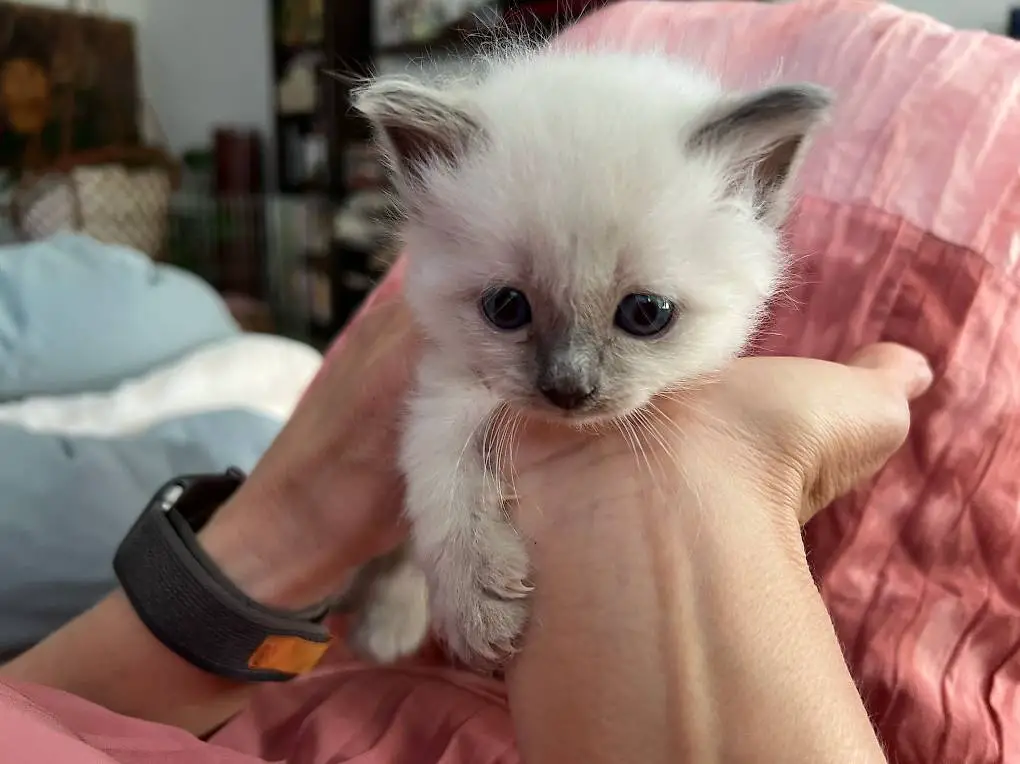 Süsse Heilige Birmamix mit Neva Masquerade Kitten