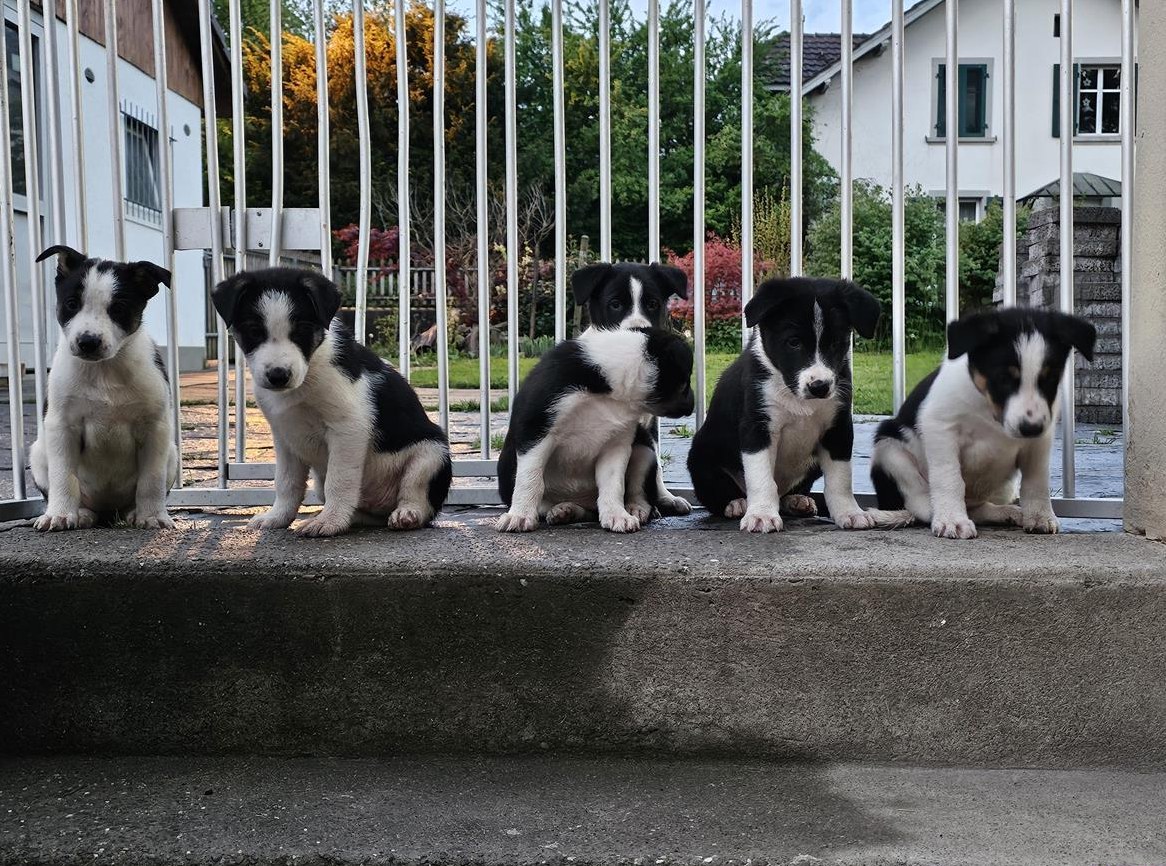 Border Collie Welpen, schwarz weiss oder tricolor
