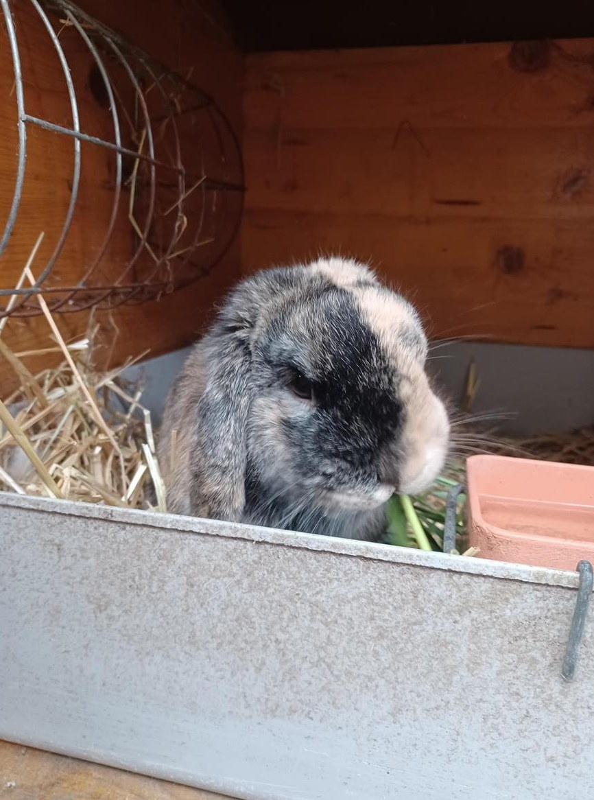 Zwergwidder Rammler Simba deckt gerne