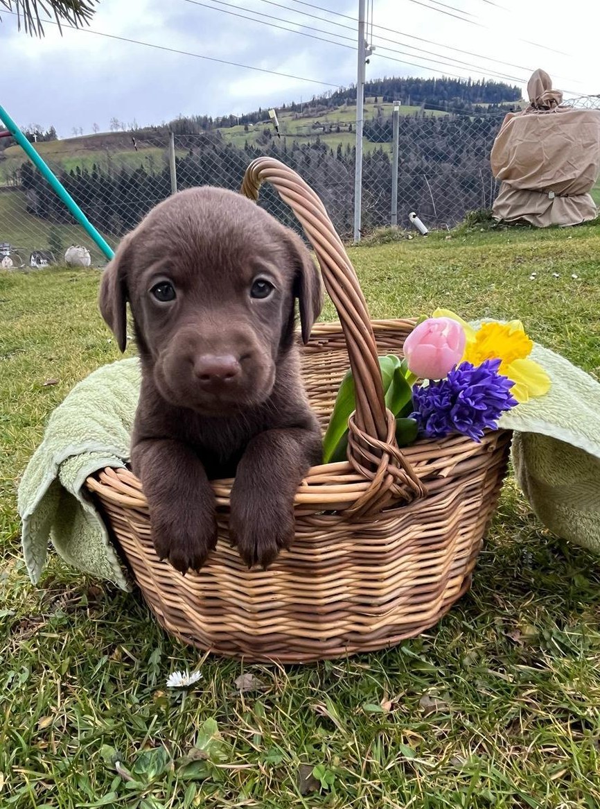 Labrador Welpen, reinrassig vom Bauernhof