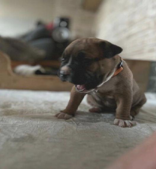 American BulldogWelpen