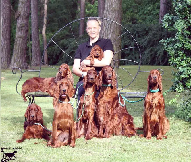 Wunderschöne Irish Red Setter Welpen