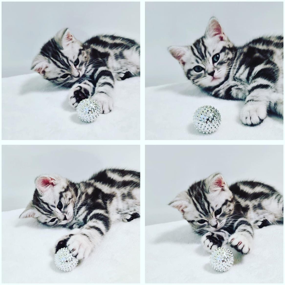 BKH, Britisch Kurzhaar Kater Kitten silber tabby, Whiskas mit Stammbaum