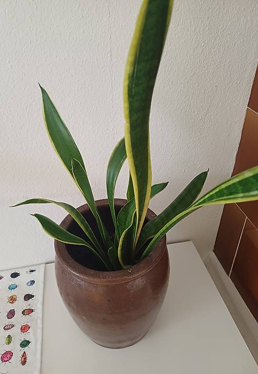 Pflanze gratis abzugeben