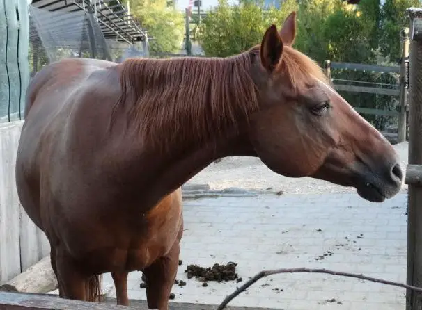 Pflegeperson für Quarter Horse 26J in 5332 Rekingen AG