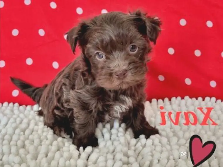 Zauberhafte Bolonka Zwetna Hündin Xavi sucht ihr Für immer Zuhause