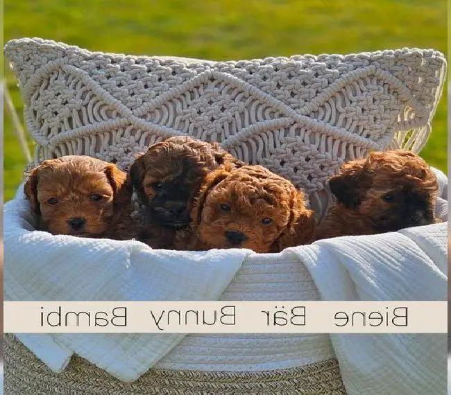 Zwergpudelwelpen/Pudelwelpen