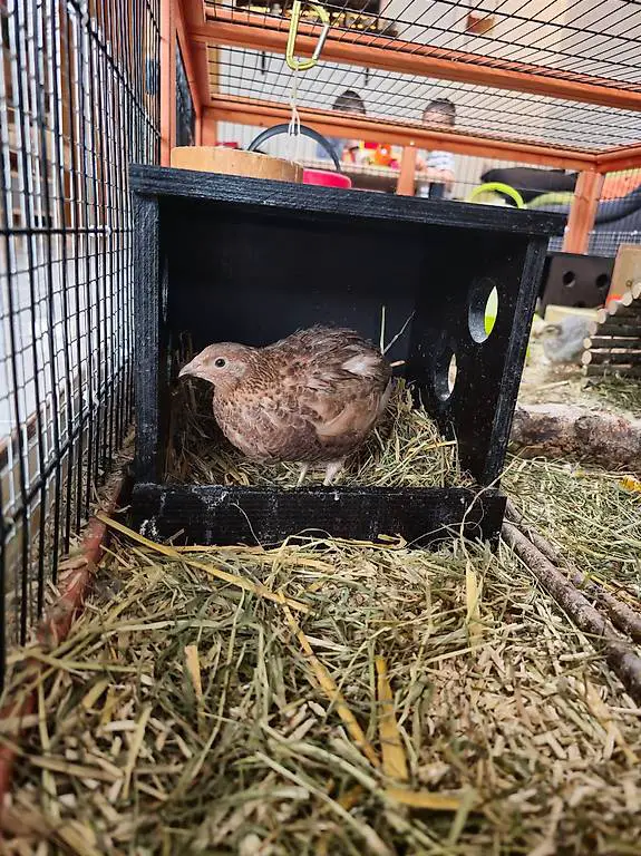 Celadon Wachtel Hahn