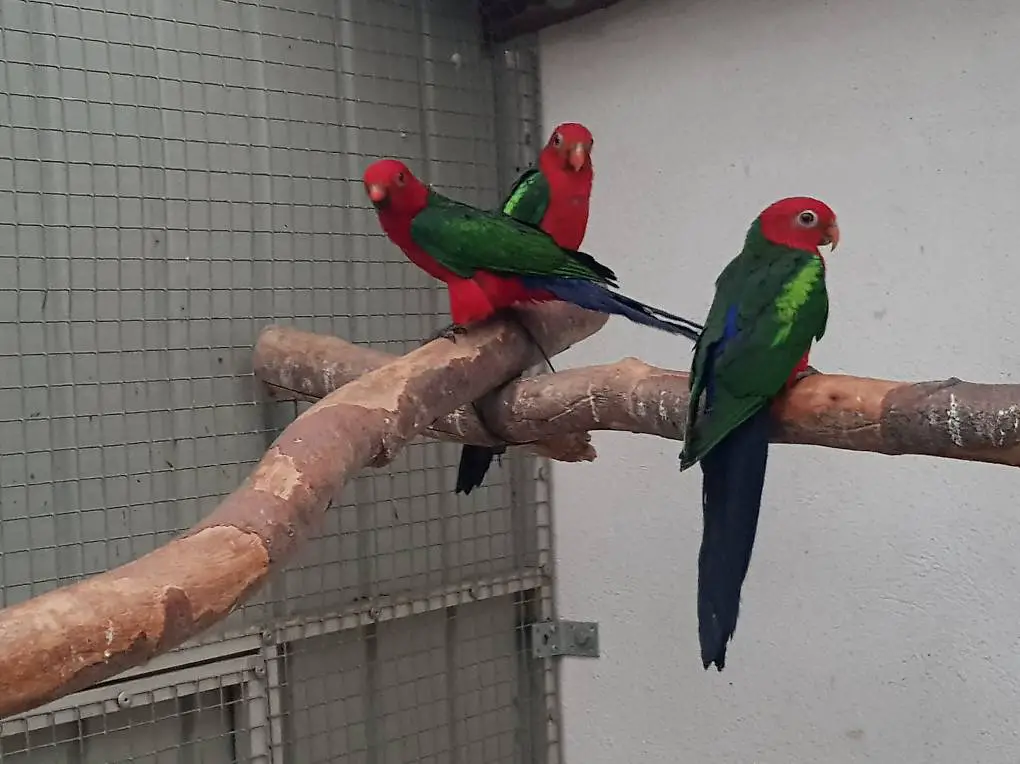 0.2 Hornsittiche plus 2.2 Grünflügelkönigsittiche