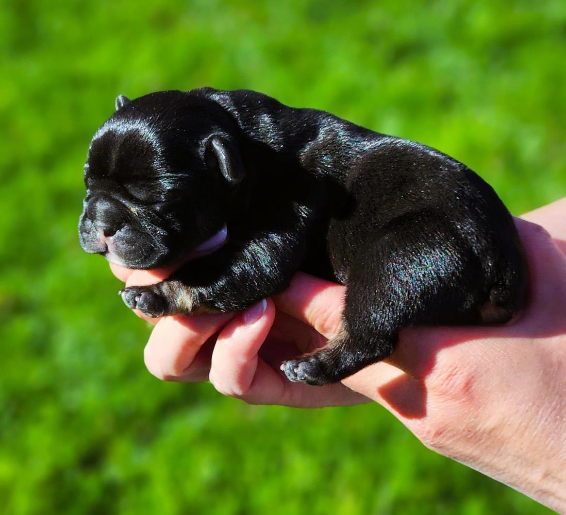 Französische Bulldoggen Welpen mit Schweizer Stammbaum