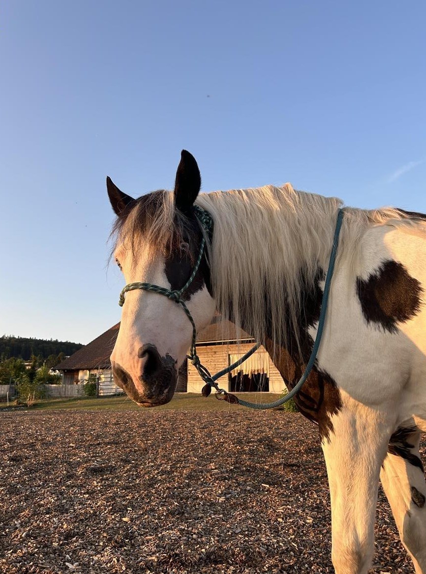 Wunderschöner, gutmütiger Tinker sucht ein neues Zuhause