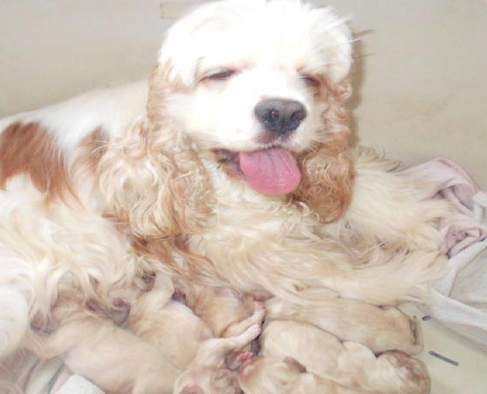 Blonde American Cocker Spaniel Welpen