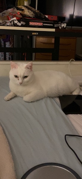 Verkaufe weisse Katze