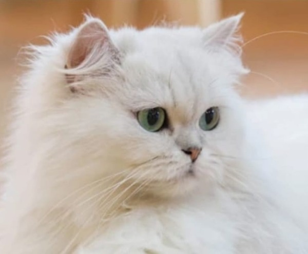 britisch langhaar katze