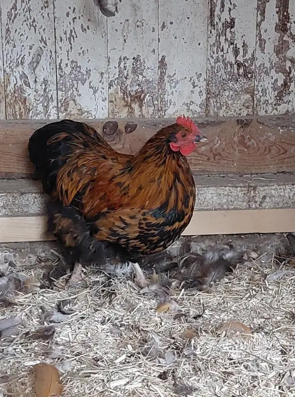 Zwerg Orpington Hahn zu verkaufen