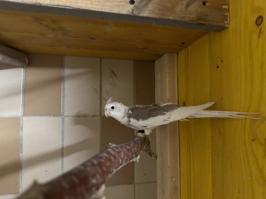 Calopsitte mâle / Nymphensittiche