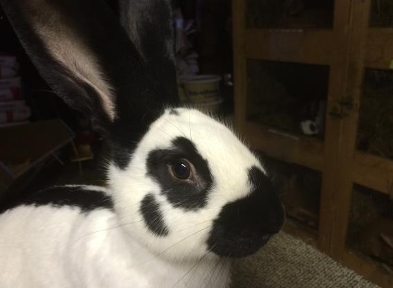 Schweizer Schecken Kaninchen zu verkaufen