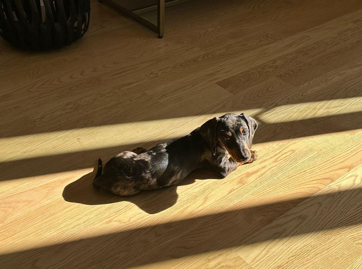 Junge Zwergdackel Hündin sucht Lebensplatz
