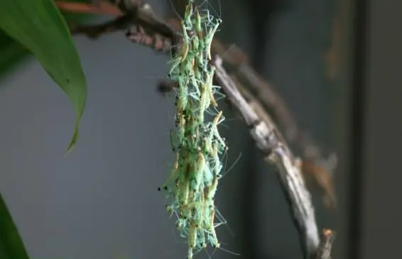 Gottesanbeterinnen/Mantiden: Hierodula, Creobroter, Paradoxa...